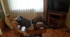 Алиса, 8 925 815-81-56 БДСМ проститутка Алиса, 24 лет, г. Москва